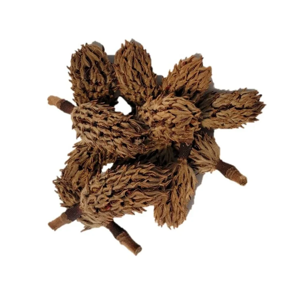 Magnolia Seed Pods, 12 Pack for Bioactive Enclosures, Terrariums,